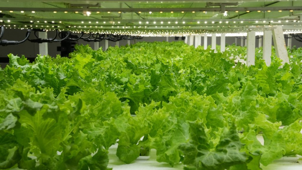UAE-based Pure Food Technology unveils game-changing innovation in vertical farming to offer food security to UAE