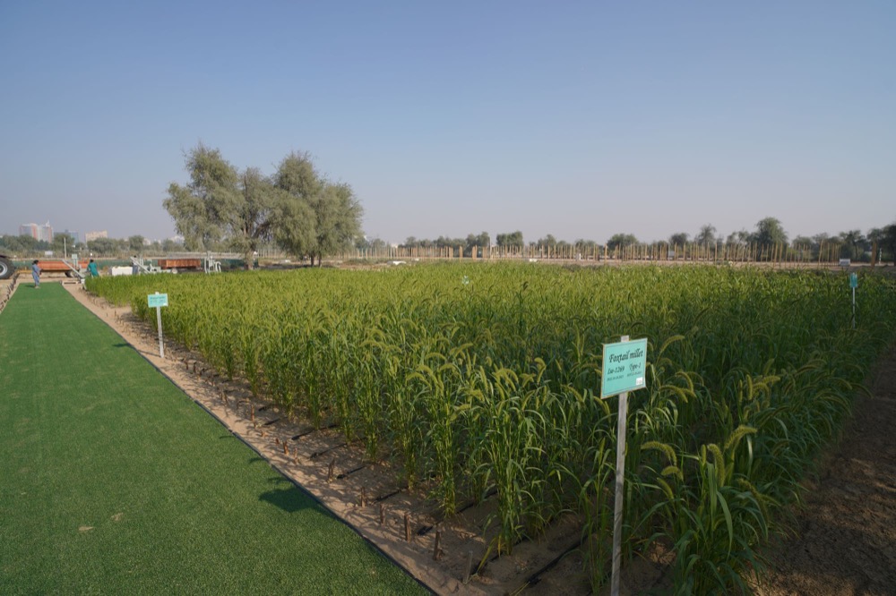 ICBA Launches Millet Demo Farm on COP28 Sidelines
